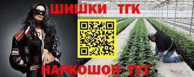 гашик Кингисепп