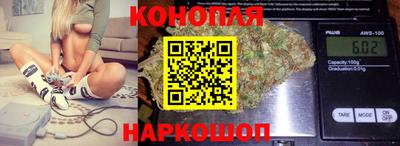 гашик Кингисепп